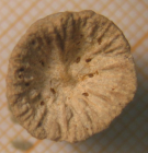 Lectotype of Axosmilia extinctorium