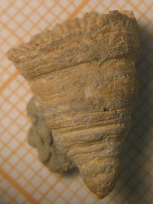 Lateral view of lectotype