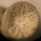 Paralectotype of Axosmilia extinctorium