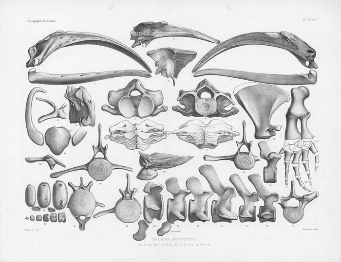 Van Beneden & Gervais (1880, pl. 04 & 05)