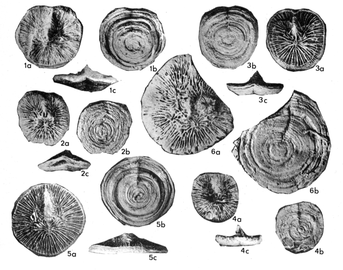 Cardiastraea cristata Cardiastraea cristata