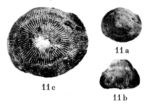 Genabacia stellifera, neotype