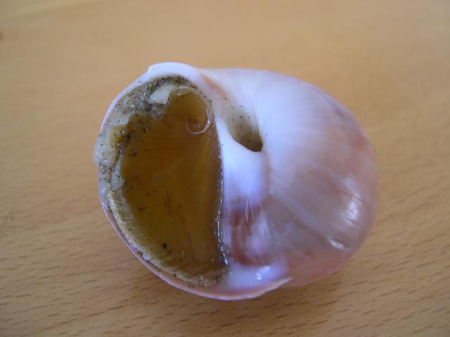 gewone tepelhoorn gewone tepelhoorn
