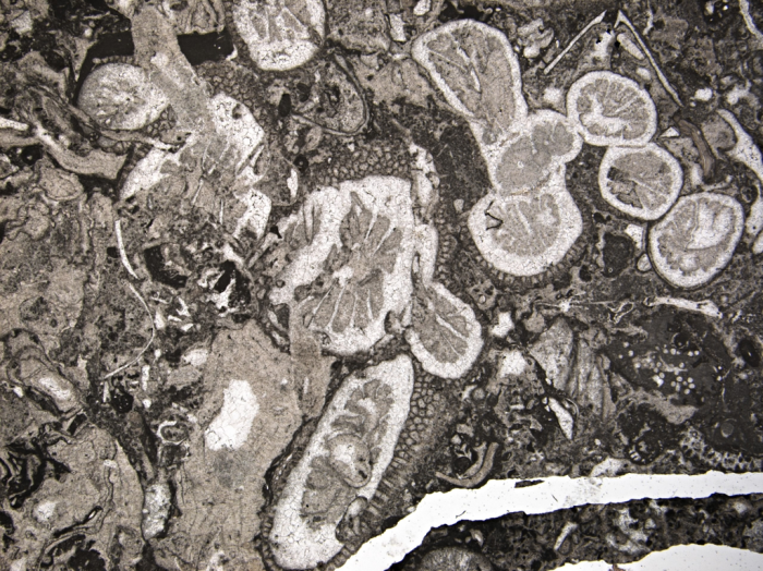 Simplexastraea archaea Simplexastraea archaea