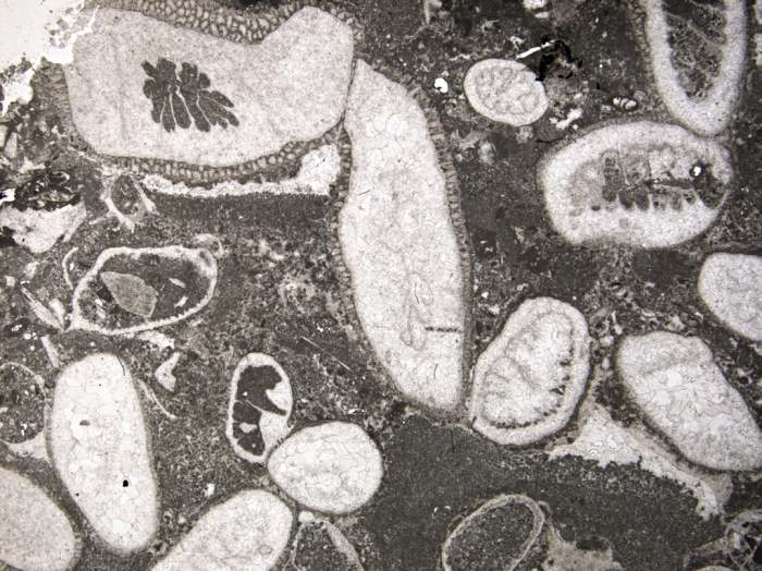 Simplexastraea archaea Simplexastraea archaea