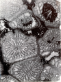Hykeliphylum lepidum holotype