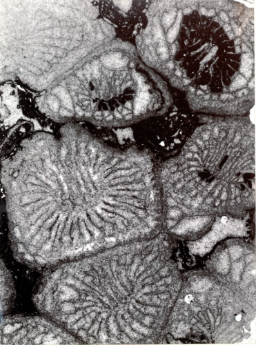 Hykeliphylum lepidum holotype
