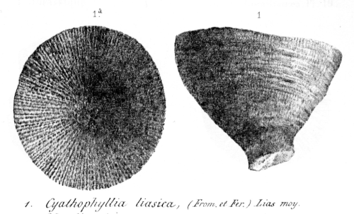 Cyathophyllia liasica, original figure