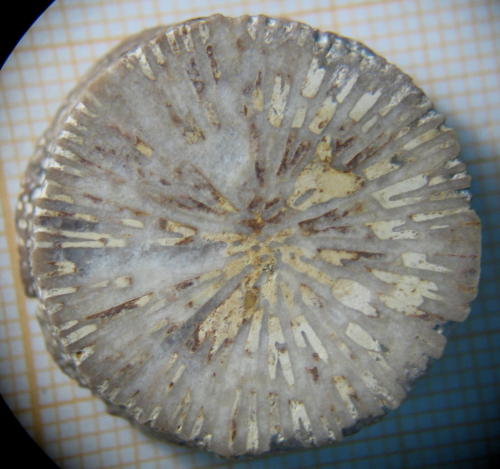 Epismiliopsis liasicus