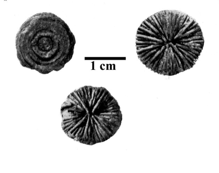 Cyathophylliopsis delabechei paralectotype Cyathophylliopsis delabechei paralectotype