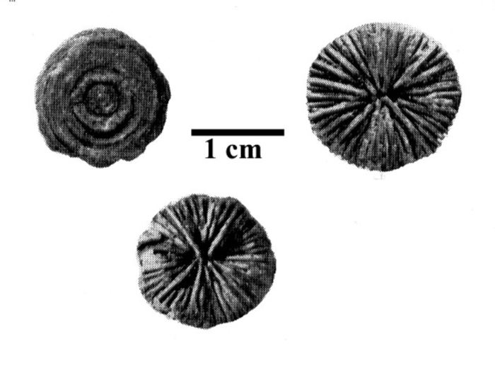 Cyathophylliopsis delabechei paralectotype