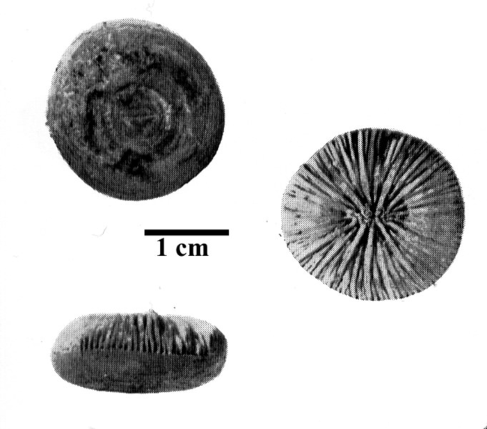 Cyathophylliopsis delabechei Cyathophylliopsis delabechei