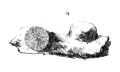 Original figure of Trocharea actiniformis Etallon
