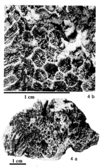 Sakalavastraeopsis richensis, original figure