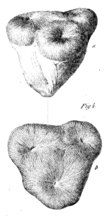 Thamnasteria ? dimorpha Bölsche, original figure