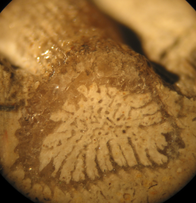 Syntype of Rhabdophyllia phillipsi type species of the genus