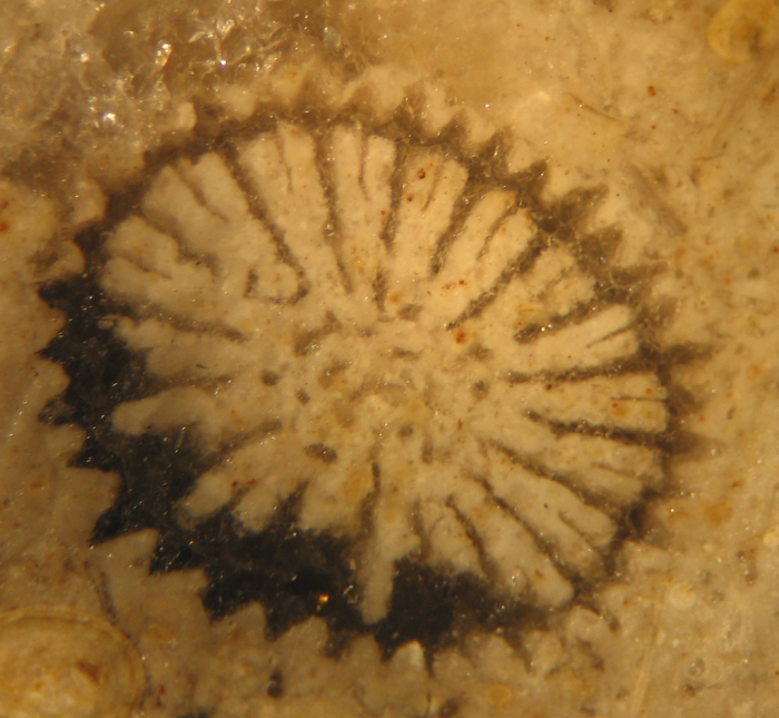 Syntype of Rhabdophyllia phillipsi type species of the genus