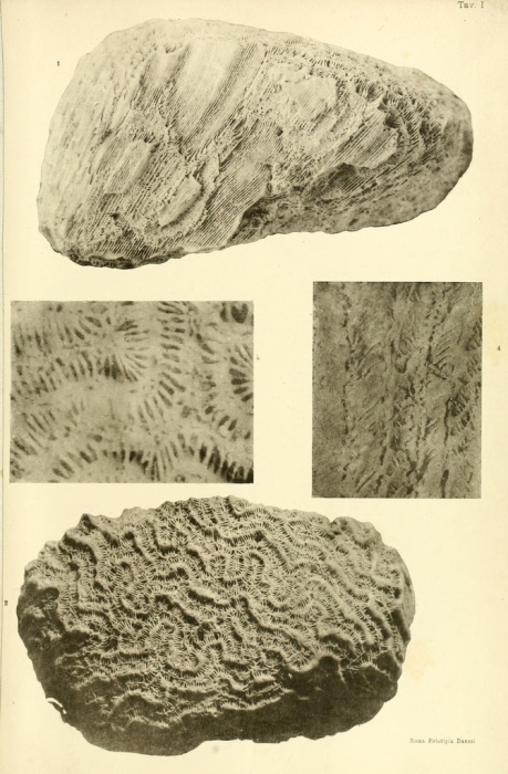 "Latomeandra" (Miria) himerensis Di Gregorio 1894