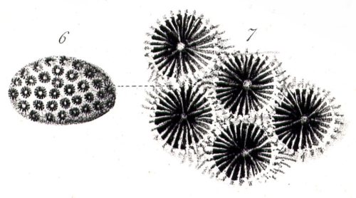 original illustration of Stylastraea sinemuriensis Fromentel in Martin 1860