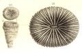 Anthozoa