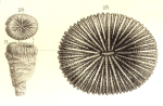 Original drawing of Plesiophyllia recta Koby