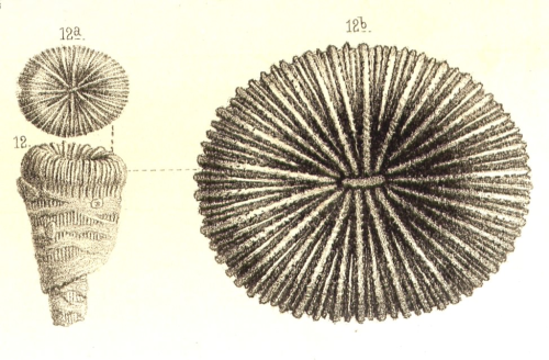 Original drawing of Plesiophyllia recta Koby