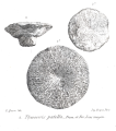 Anthozoa