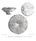 Original illustration of 