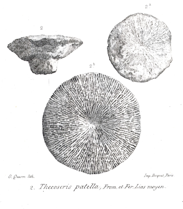 Original illustration of "Thecoseris patellata" Original illustration of "Thecoseris patellata"