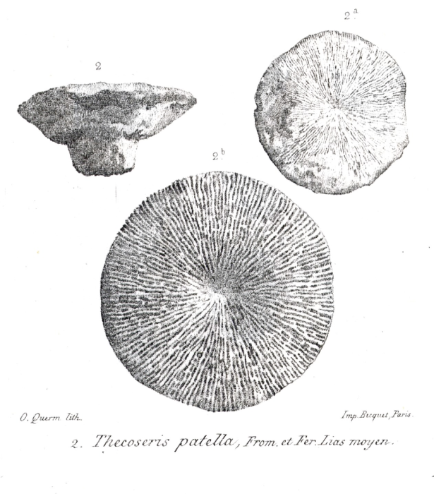 Original illustration of "Thecoseris patellata"