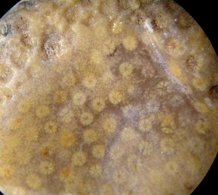 Plesiostylina hourcqi Plesiostylina hourcqi