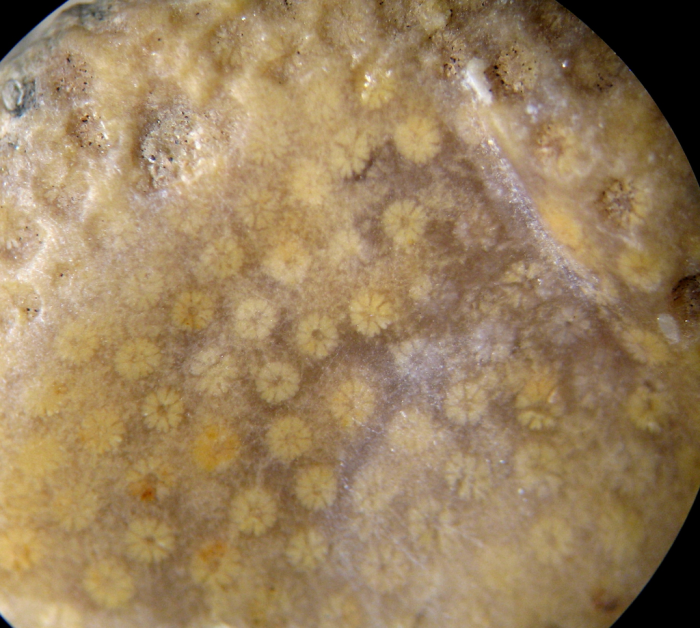 Plesiostylina hourcqi