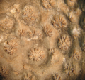 Anthozoa