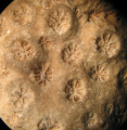 Anthozoa