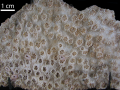 Anthozoa