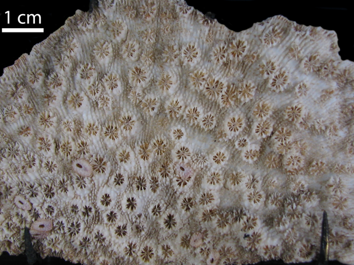 Holotype of Echinopora rosularia Lamarck, 1816 Holotype of Echinopora rosularia Lamarck, 1816