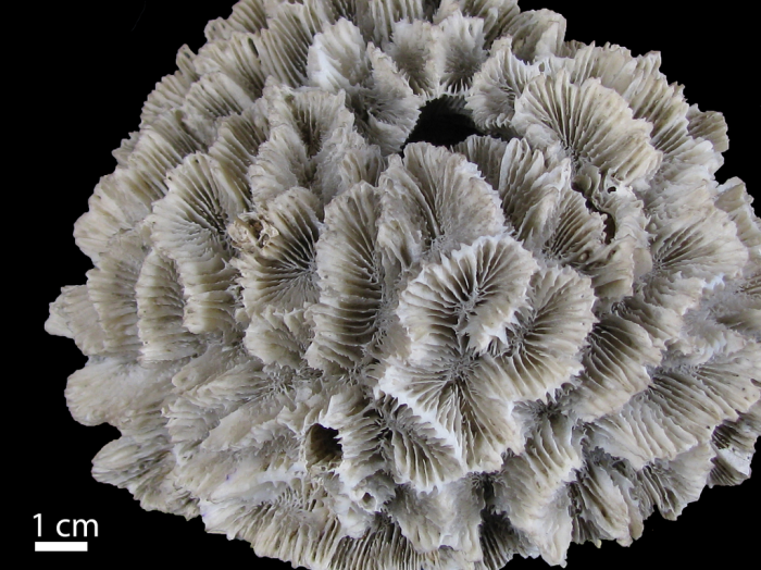 Holotype of Meandrina crispa Lamarck, 1816 Holotype of Meandrina crispa Lamarck, 1816