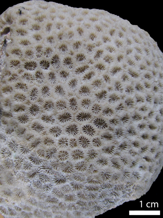 Holotype of Astrea versipora Lamarck Holotype of Astrea versipora Lamarck