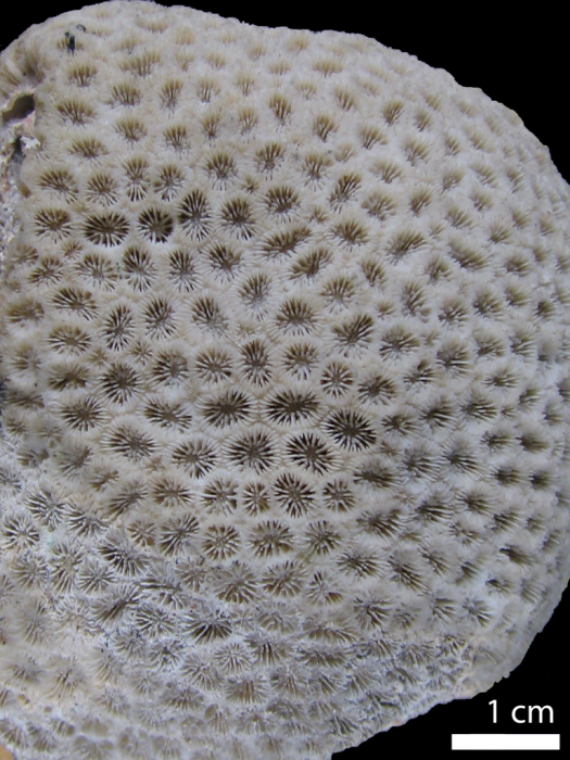 Holotype of Astrea versipora Lamarck