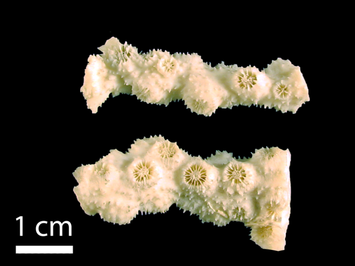Syntypes of Echinopora horrida Dana 1848 Syntypes of Echinopora horrida Dana 1848