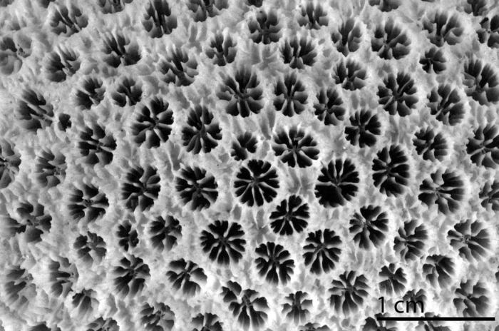 Holotype of Madrepora rotulosa Ellis & Solander 1786 Holotype of Madrepora rotulosa Ellis & Solander 1786