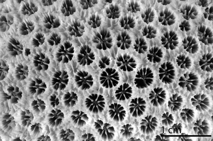 Holotype of Madrepora rotulosa Ellis & Solander 1786