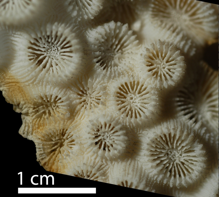 Holotype of Barabattoia mirabilis Yabe & Sugiyama, 1941 Holotype of Barabattoia mirabilis Yabe & Sugiyama, 1941