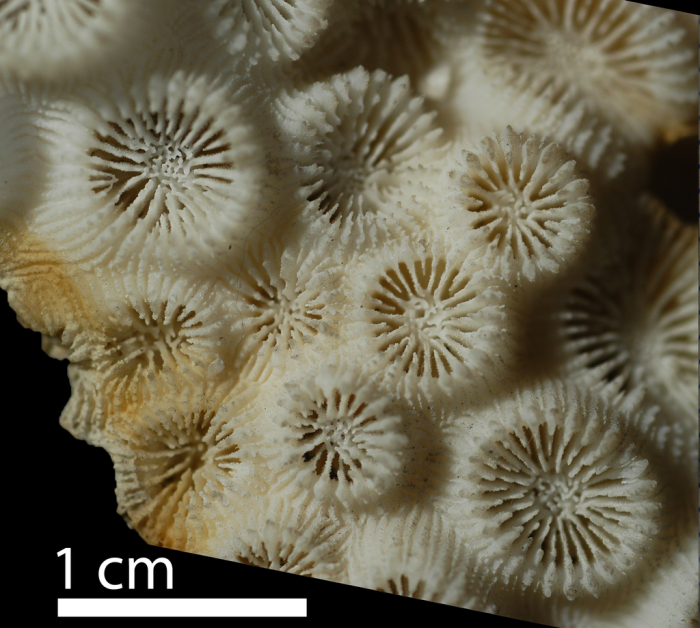 Holotype of Barabattoia mirabilis Yabe & Sugiyama, 1941