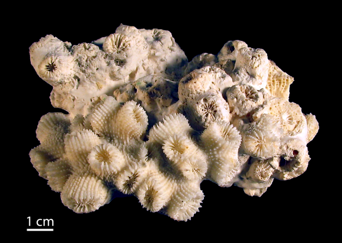 Holotype of Bikiniastrea laddi Wells, 1954 Holotype of Bikiniastrea laddi Wells, 1954