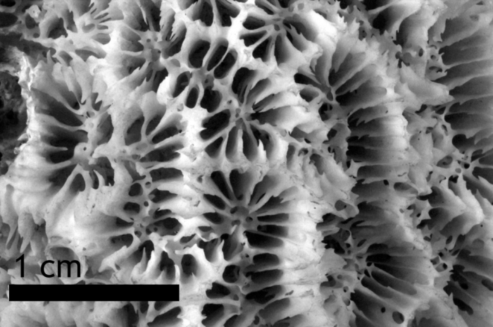 Holotype of Madrepora daedalea Ellis & Solander 1786 Holotype of Madrepora daedalea Ellis & Solander 1786