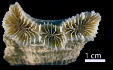 Paratype of Erythrastrea flabellata Pichon, Scheer & Pillai