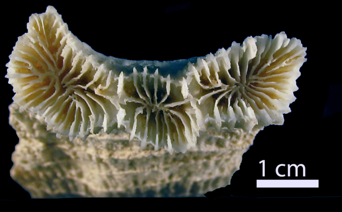 Paratype of Erythrastrea flabellata Pichon, Scheer & Pillai Paratype of Erythrastrea flabellata Pichon, Scheer & Pillai