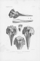 Mammalia (mammals)