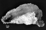 Holotype of Madrepora ampliata